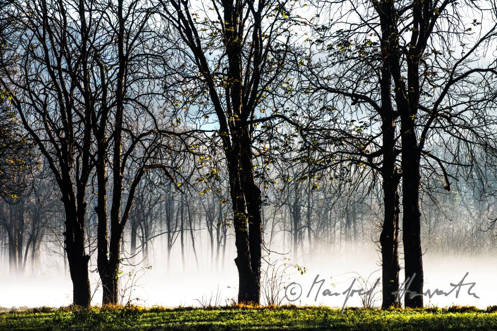 Auenlandschaft im Morgennebel
