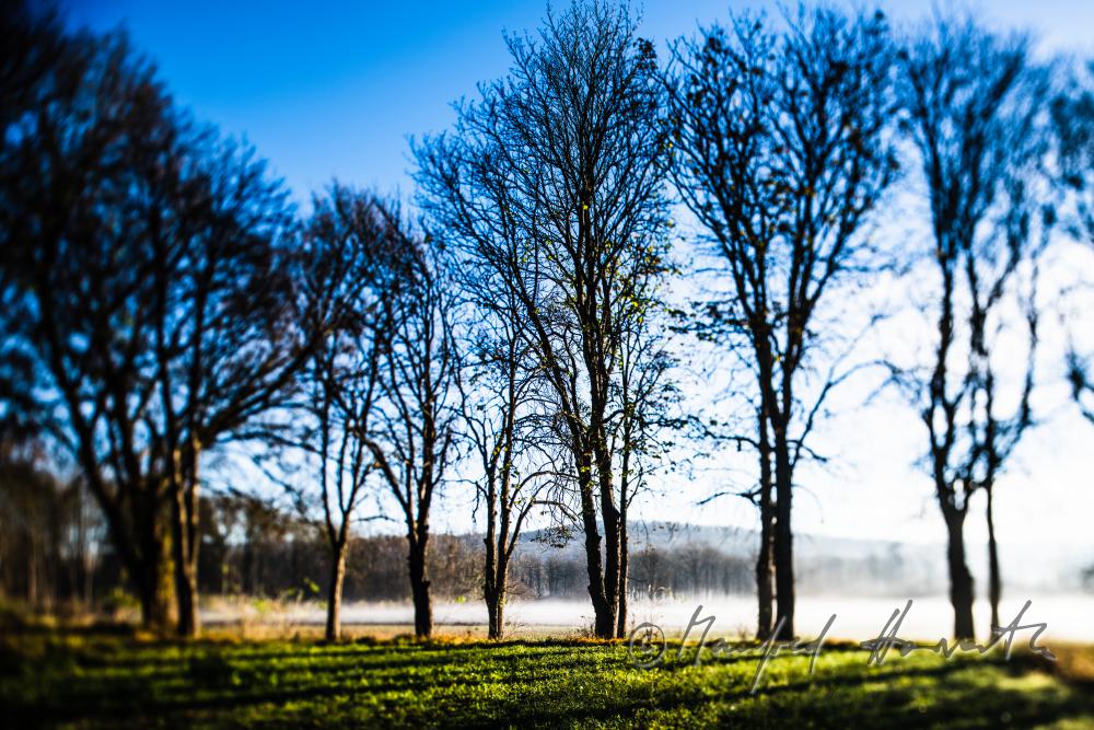 Auenlandschaft im Morgennebel