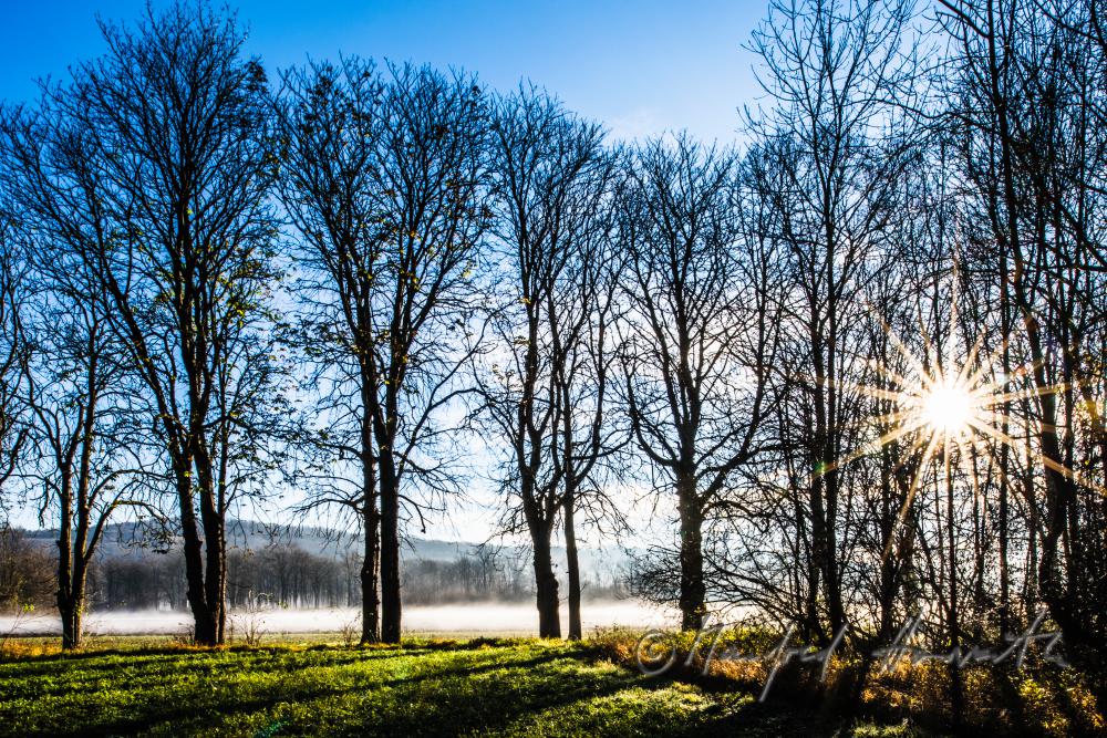 Auenlandschaft im Morgennebel