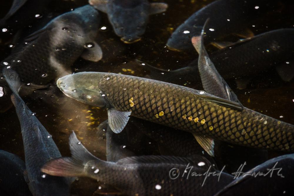 Karpfen im Wasserbecken des  Fischkalter