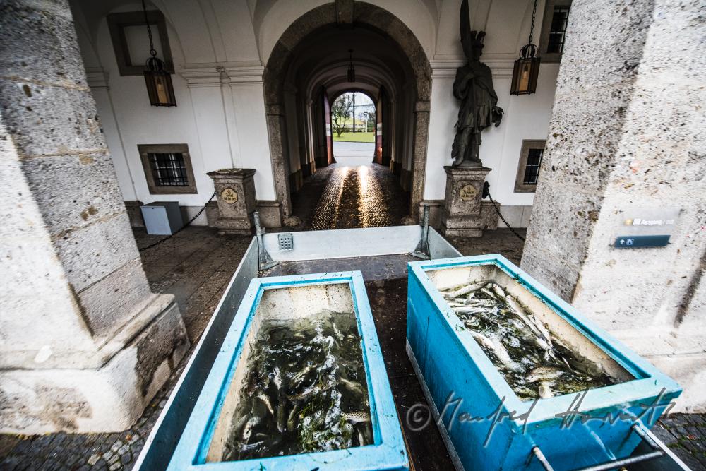 Fischtransport durch das Portal des Stiftes