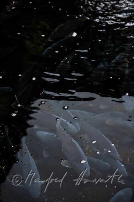 Schuppenkarpfen im Wasserbecken des  Fischkalter