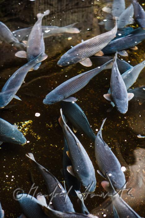 Schuppenkarpfen im Wasserbecken des  Fischkalter