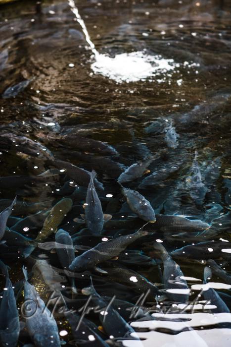Schuppenkarpfen im Wasserbecken des  Fischkalter