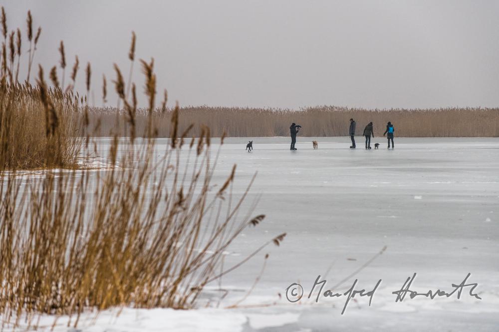 Schilf und Eisläufer am Neusiedlersee