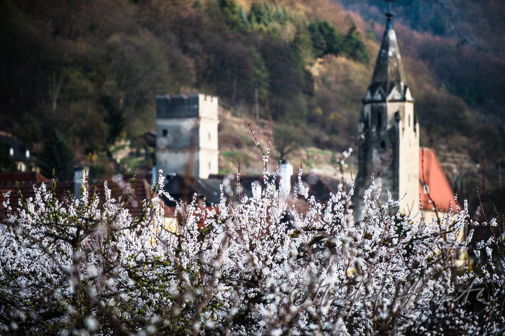 blühende Marillenbäume am Ufer der Donau