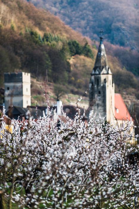 blühende Marillenbäume am Ufer der Donau
