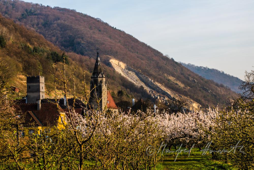 blühende Marillenbäume am Ufer der Donau