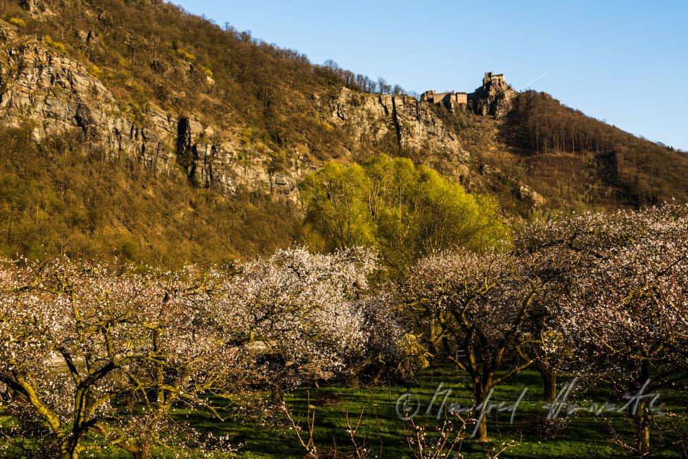 blühende Marillenbäume und Burgruine Aggstein