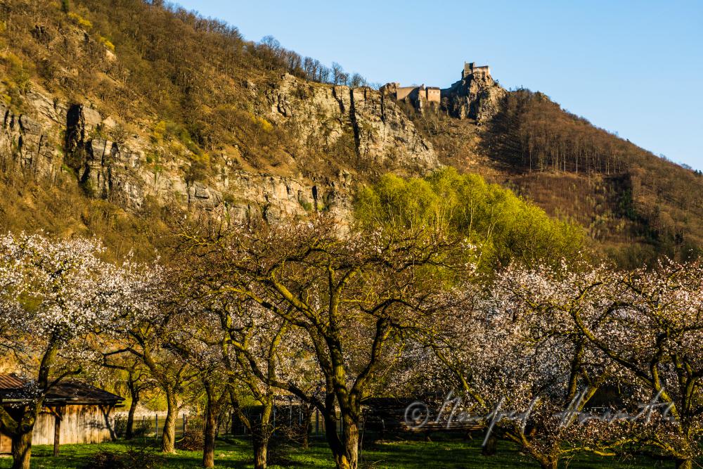 blühende Marillenbäume und Burgruine Aggstein