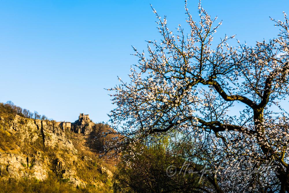 blühende Marillenbäume und Burgruine Aggstein