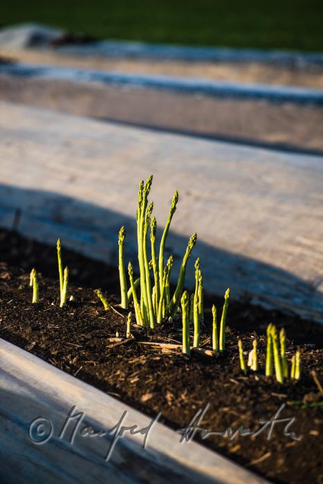 grüner Spargel im Spargelfeld kurz vor der Ernte