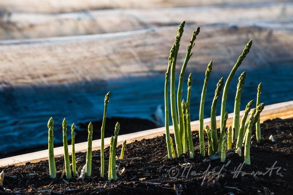 grüner Spargel im Spargelfeld kurz vor der Ernte
