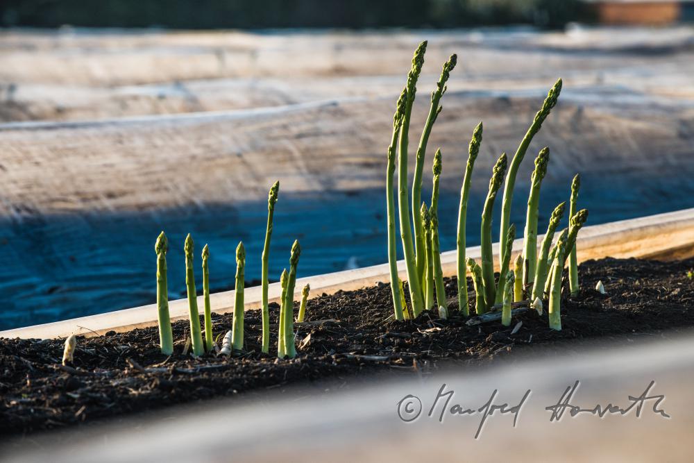 grüner Spargel im Spargelfeld kurz vor der Ernte