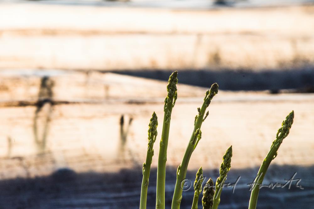 grüner Spargel im Spargelfeld kurz vor der Ernte