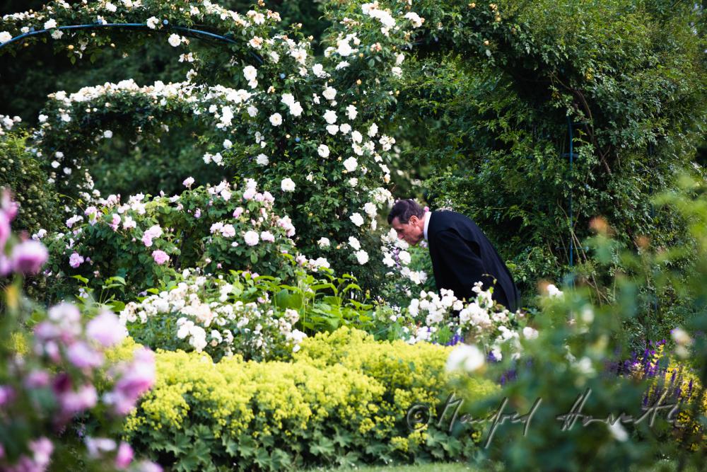 Benediktinermönch riecht an einer Rose im Hofgarten