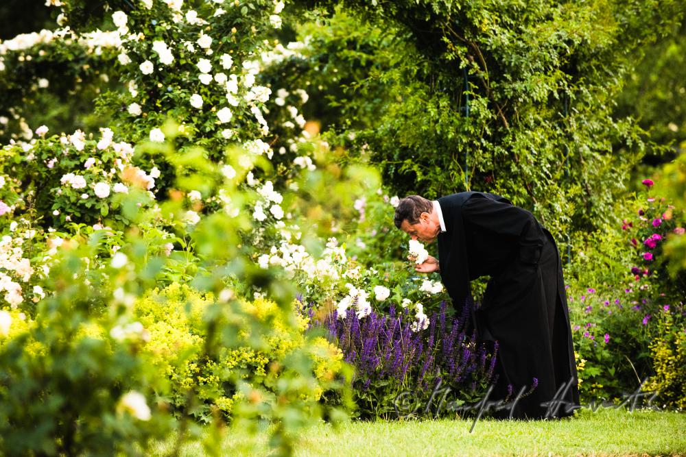 Benediktinermönch riecht an einer Rose im Hofgarten