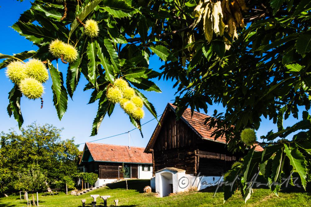 typischer burgenländischer Weinkeller in den Weinbergen