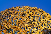 f1l080107