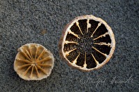 f1r060222