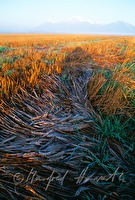 f4l530411