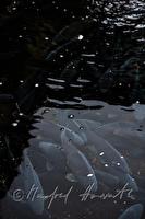 xc0039874